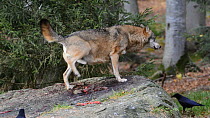 Grey wolf (Canis lupus) urinating on leftover prey, Bavarian Forest National Park, Germany, November. Captive.