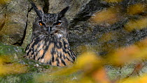 Eagle owl (Bubo bubo) looking around, Bavarian Forest National Park, Germany, November. Captive.