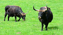 Heck cattle (Bos domesticus) grazing, Bavarian Forest National Park, Germany, May. Captive.