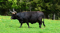 Heck cattle (Bos domesticus) cow walking in meadow. Attempt to breed back the extinct prehistoric aurochs (Bos primigenius), Bavarian Forest National Park, Germany, May. Captive.