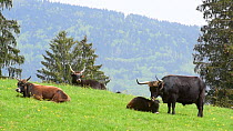 Heck cattle (Bos domesticus) cow grooming calf, Bavarian Forest National Park, Germany, May. Captive.