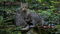 European wildcat (Felis silvestris silvestris) sitting on a rock, with kittens playing nearby, Bavarian Forest National Park, Germany, May. Captive.