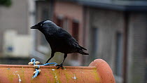 Jackdaw (Corvus monedula) pulling up a peanut string to feed, Belgium