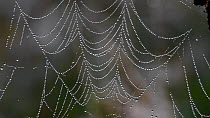 Close up of spider web / spiderweb / spiral orb web covered in dew waterdrops moving in the wind, La Brenne, France, June