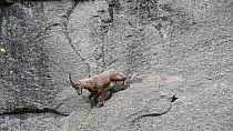 Tracking shot of an Alpine ibex (Capra ibex) climbing along a cliff face on narrow rock ledges, shot zooms out to a wider view, Gran Paradiso National Park, Graian Alps, Italy, June.