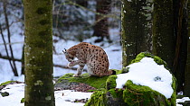 Lynx (Lynx lynx) grooming in a forest, Bavarian Forest National Park, Germany, March. Captive.