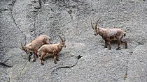 Group of Alpine ibex (Capra ibex) climbing a cliff face, with others fighting above them, Gran Paradiso National Park, Graian Alps, Italy, June.