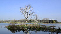 Wide angle shot of dead trees in a wetland, with nesting Great cormorants (Phalacrocorax carbo), Bourgoyen-Ossemeersen Nature Reserve, Belgium, April.