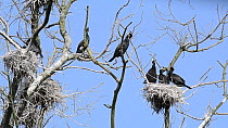 Colony of Great cormorants (Phalacrocorax carbo) nesting in a dead tree, Bourgoyen-Ossemeersen Nature Reserve, Belgium, April
