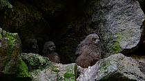 Eagle owl (Bubo bubo) chicks in nest on rock ledge, one defecating, Bavarian Forest National Park, Germany, May. Captive.