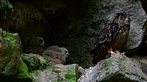Eagle owl (Bubo bubo) landing on rock ledge to feed chicks, Bavarian Forest National Park, Germany, May. Captive.