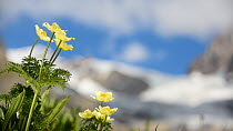 Alpine pasqueflower (Pulsatilla alpina) in flower, with a glacier in the background. Val Veny, Graian Alps, Italy, June.