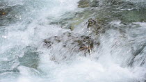 Water flowing over rocks in a mountain river, Gran Paradiso National Park, Graian Alps, Italy, June