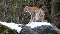 Lynx (Lynx lynx) grooming, Bavarian Forest National Park, Germany, March. Captive.