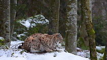 Lynx (Lynx lynx) resting in a forest during a snow shower, Bavarian Forest National Park, Germany, March. Captive.
