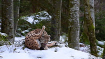 Lynx (Lynx lynx) grooming in a forest during a snow shower, Bavarian Forest National Park, Germany, March. Captive.