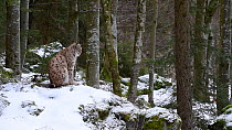 Lynx (Lynx lynx) sitting in a forest during a snow shower, Bavarian Forest National Park, Germany, March. Captive.