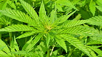 Close-up of a Cannabis (Cannabis sativa) plant growing  in a plantation, Belgium, June