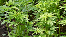 Cannabis (Cannabis sativa) plants growing  in plantation, Belgium, June