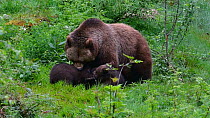 Brown bear (Ursus arctos) female with two playful cubs having fun by playfighting in spring, Bavarian Forest National Park, Germany, May. Captive.