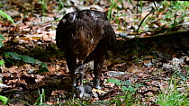 Lesser spotted eagle (Clanga pomarina) feeding in forest, Bavarian Forest National Park, Germany, May. Captive.