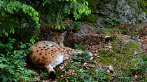 Lynx (Lynx lynx) resting, Bavarian Forest National Park, Germany, May. Captive.