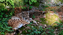 Lynx (Lynx lynx) resting and grooming, Bavarian Forest National Park, Germany, May. Captive.