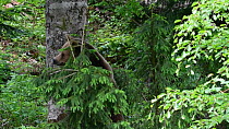 Tracking shot of a female Brown bear (Ursus arctos) climbing down a tree trunk, Bavarian Forest National Park, Germany, May. Captive.