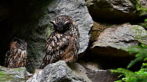 Eagle owl (Bubo bubo) preening at nest, Bavarian Forest National Park, Germany, May. Captive.