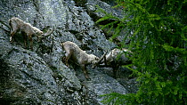 Male Alpine ibex (Capra ibex) fighting on a steep mountain rock face, Gran Paradiso National Park, Graian Alps, Italy, June.