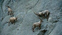Group of of male Alpine ibex (Capra ibex) feeding on a steep mountain rock face, Gran Paradiso National Park, Graian Alps, Italy, June.