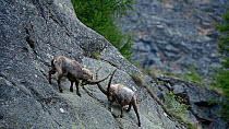 Two male Alpine ibex (Capra ibex) fighting on a steep mountain rock face, Gran Paradiso National Park, Graian Alps, Italy, June.