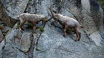 Juvenile male Alpine ibex (Capra ibex) sparring with an adult on a steep mountain rock face, Gran Paradiso National Park, Graian Alps, Italy, June.