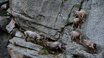 Group of male Alpine ibex (Capra ibex) feeding and sparring on a steep mountain rock face, Gran Paradiso National Park, Graian Alps, Italy, June.
