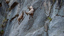Three Alpine ibex (Capra ibex) turning on a steep cliff face, Gran Paradiso National Park, Graian Alps, Italy, June.