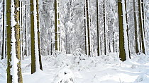 Tracking shot of a coniferous forest covered in snow, High Fens, Belgian Ardennes, Belgium, March