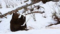Brown bear (Ursus arctos) sitting in the snow and playing, bending twig from a sapling, Bavarian Forest National Park, Germany, March. Captive.