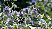 Honey bees (Apis) nectaring on Sea holly (Eryngium planum) flowers, Belgium, July.