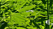 Cannabis (Cannabis sativa) plants growing  in plantation, Belgium, July.