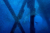 Brandt's cormorant (Phalacrocorax penicillatus) hunts for a meal in a school of Pacific chub mackerel (Scomber japonicus), beneath an oil rig. Eureka Rig, Los Angeles, California, United States of Ame...