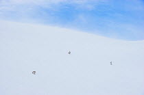 Mountain hare (Lepus timidus) three adults on a snow slope high in the Cairngorm Mountains, Cairngorms National Park, Scotland, UK, February. Finalist in the Mammals category of the  Wildlife Photogra...