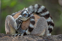 Ring-tailed lemur (Lemur catta) huddled together, Anjaha Community Conservation Site, near Ambalavao, Madagascar, October. Commended in Single Species Portfolio of the Terre Sauvage Nature Images Awar...