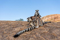 Ring-tailed lemur (Lemur catta) mothers with young, Anjaha Community Conservation Site, near Ambalavao, Madagascar, October. Commended in Single Species Portfolio of the Terre Sauvage Nature Images Aw...