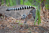 Ring-tailed Lemur ( Lemur catta)  female marking territory. Anjaha Community Conservation Site, near Ambalavao, Madagascar. Commended in Single Species Portfolio of the Terre Sauvage Nature Images Awa...