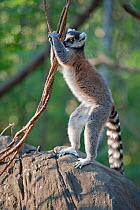 Ring-tailed Lemur (Lemur catta) territory marking, Anjaha Community Conservation Site, near Ambalavao, Madagascar. Commended in Single Species Portfolio of the Terre Sauvage Nature Images Awards 2016.