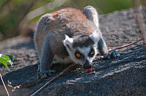 Ring-tailed lemur (Lemur catta) licking minerals from rocks, Anjaha Community Conservation Site, near Ambalavao, Madagascar