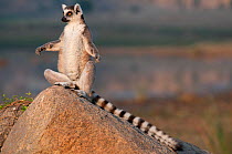 Ring-tailed Lemur (Lemur catta),  sunbathing, Anjaha Community Conservation Site, near Ambalavao, Madagascar