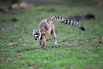 Ring-tailed Lemur (Lemur catta) mother with infant running, Anjaha Community Conservation Site, near Ambalavao, Madagascar