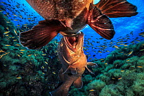 Two male Dusky groupers (Epinephelus marginatus) fighting for territory during mating season at 'baixa do meros', a small pinnacle at Formigas islets Protected area, near Santa Maria Island, Azores. F...