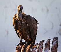 White-backed vulture  (Gyps africanus) on carcass ribs Chobe National Park, Botswana.